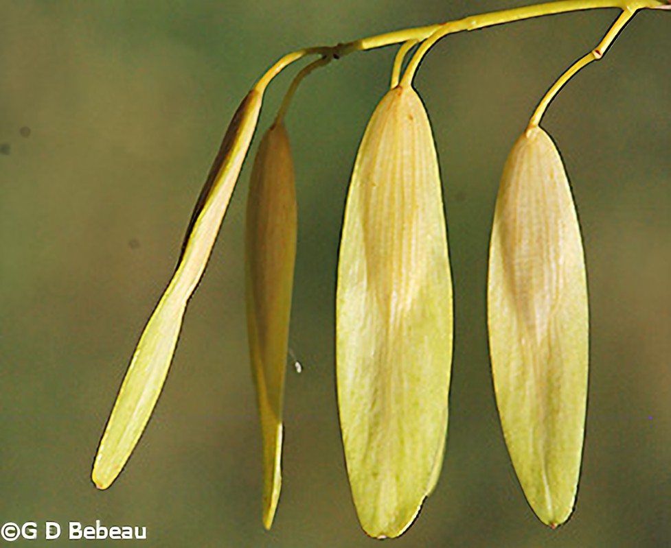 <p><span>Samara, 1 to 1¾” long, oblong-elliptical, flattened seed</span><br><span>surrounded by wing and wider at base</span></p><p></p>