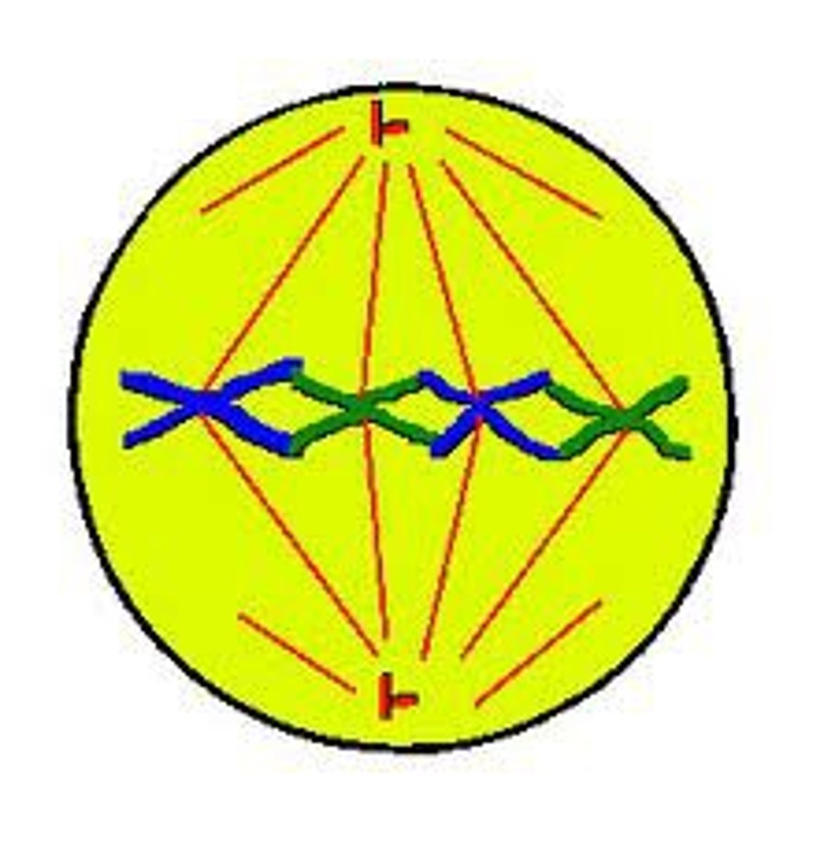 <p>Each spindle fiber attaches to a chromatid pair at its centromere to line them up across the MIDDLE of the cell.</p><p>MIDDLE = METAPHASE</p>