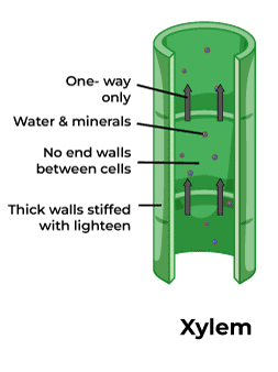 <p>Moves water and nutrients up the plant, from the roots. It consists of cells called tracheids and vessel elements which have pores in them and also are nonliving</p>