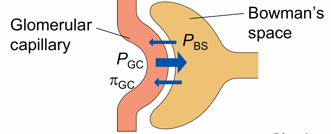 <ul><li><p> Glomerular capillary hydrostatic pressure (PGC) - P</p></li><li><p>Glomerular capillary oncotic pressure (πGC) - O</p></li><li><p>Hydrostatic pressure in Bowman’s space (PBS) - O</p></li><li><p>Colloid osmotic or oncotic pressure in Bowman’s space (πBS) - P</p></li></ul><p></p>