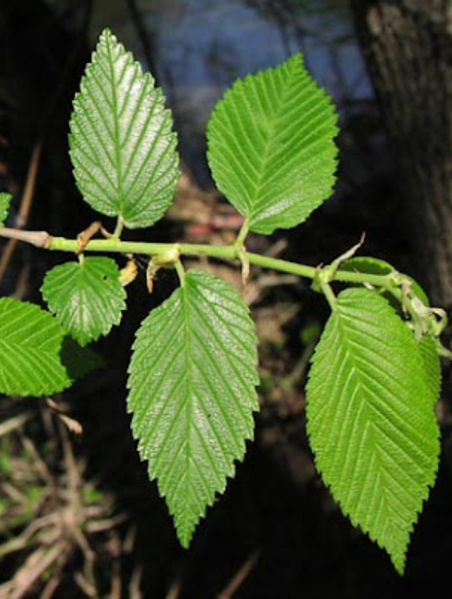 <p>Ulmaceae</p>
