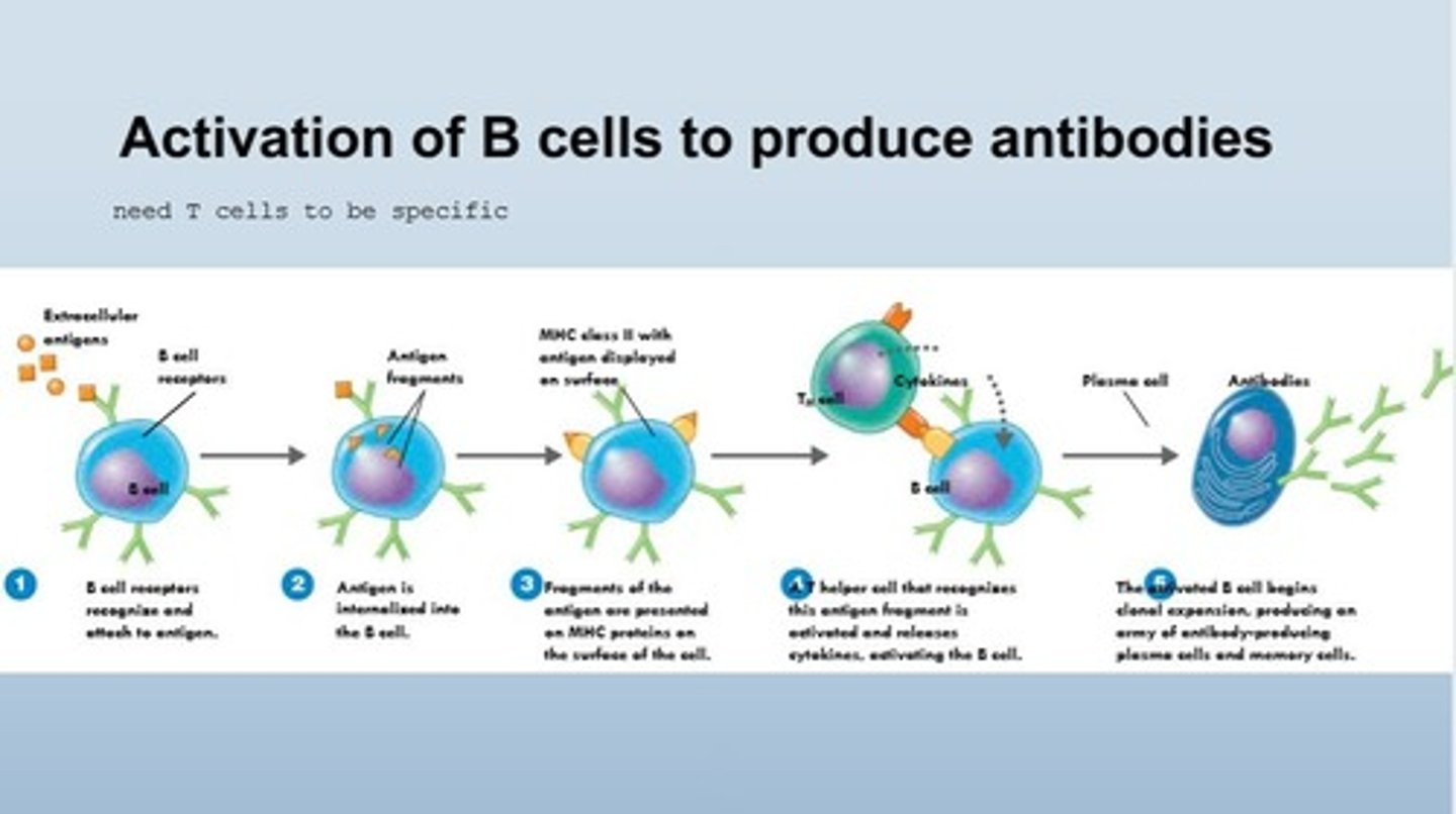 <p>Process initiated by T cells to produce antibodies.</p>
