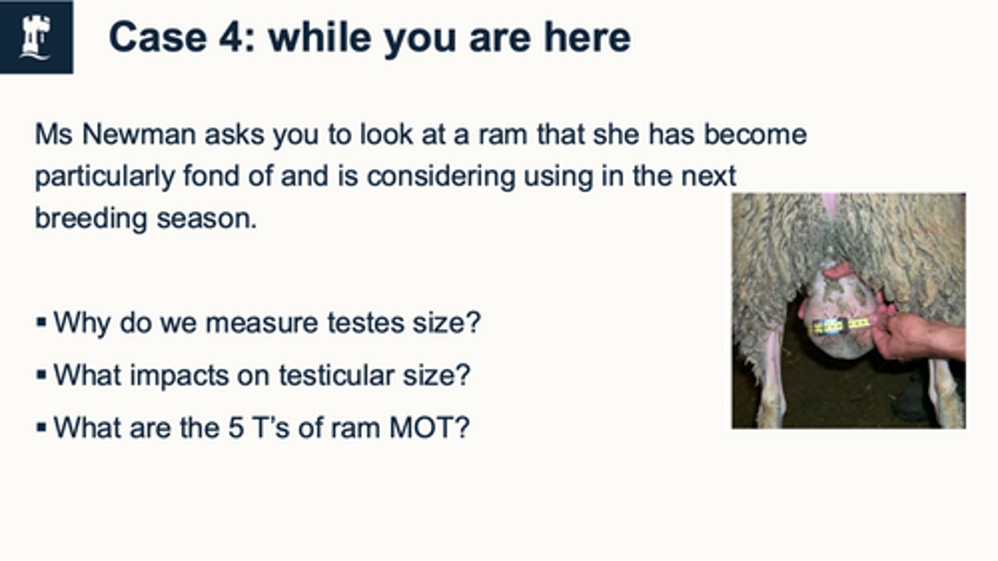 <p>case 6 - why do we measure testes size ?</p>