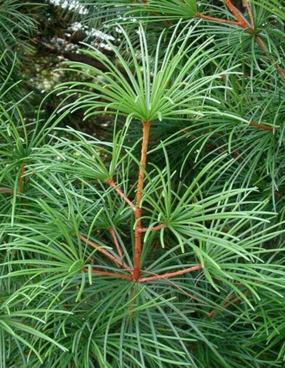 <p>Japanese Umbrella Pine</p>