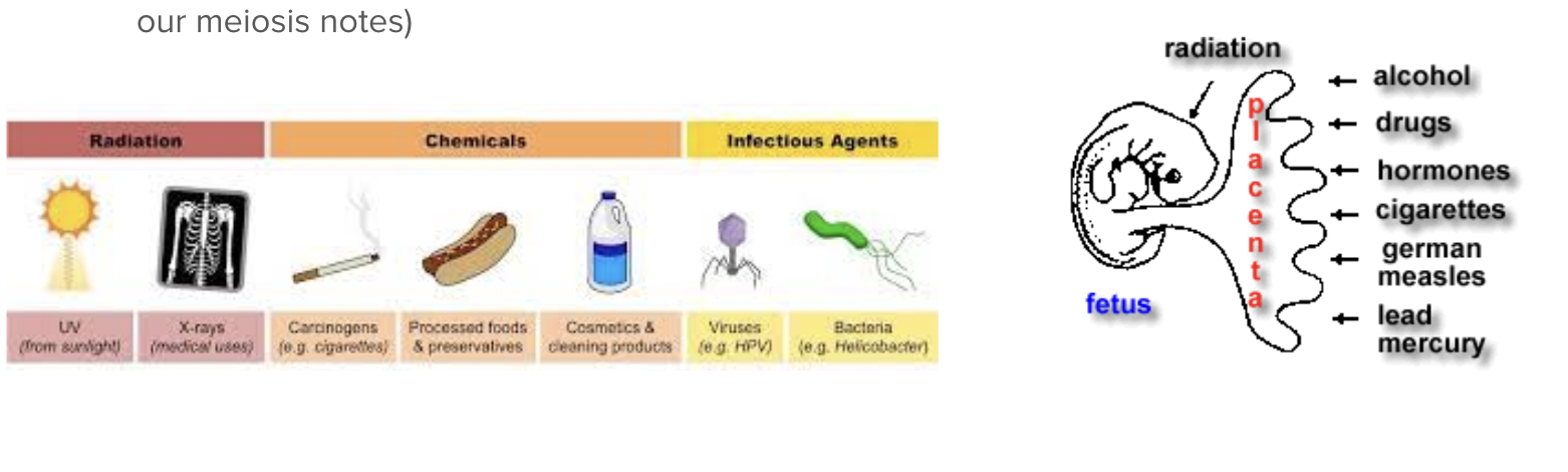 <ul><li><p><span style="background-color: transparent; font-family: "Proxima Nova", sans-serif;"><span>Mutagens - external factors such as radiation and reactive chemicals (</span><em><span>teratogens</span></em><span> in a fetus)</span></span></p></li><li><p><span style="background-color: transparent; font-family: "Proxima Nova", sans-serif;"><span>Errors in DNA replication (random)</span></span></p></li><li><p><span style="background-color: transparent; font-family: "Proxima Nova", sans-serif;"><span>Errors in mitosis or meiosis (we talked about changes in chromosome number and structure in our meiosis notes)</span></span></p></li></ul><p></p>