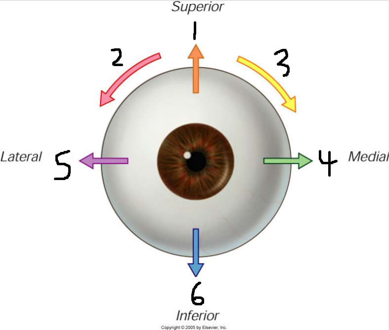 <p>(139) Movement #1 is called:</p>