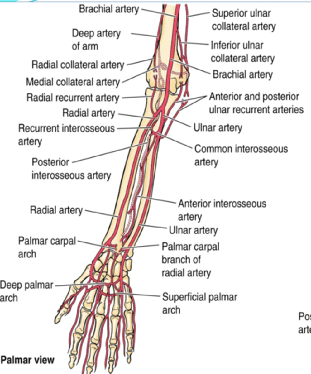 <p>Supply: participate in arterial anastomose around elbow</p>