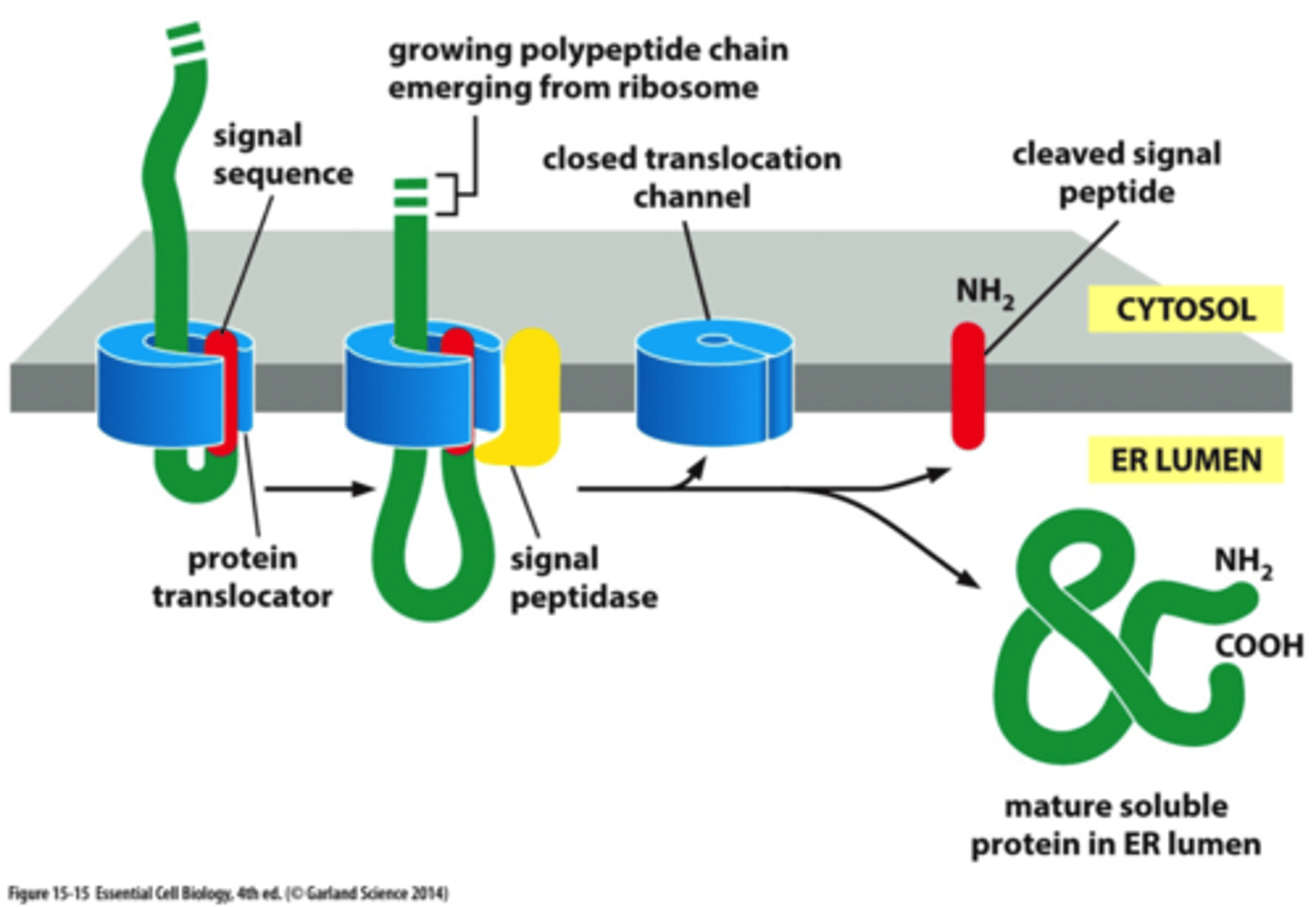 <p>the mature soluble protein is released into the ER lumen</p>