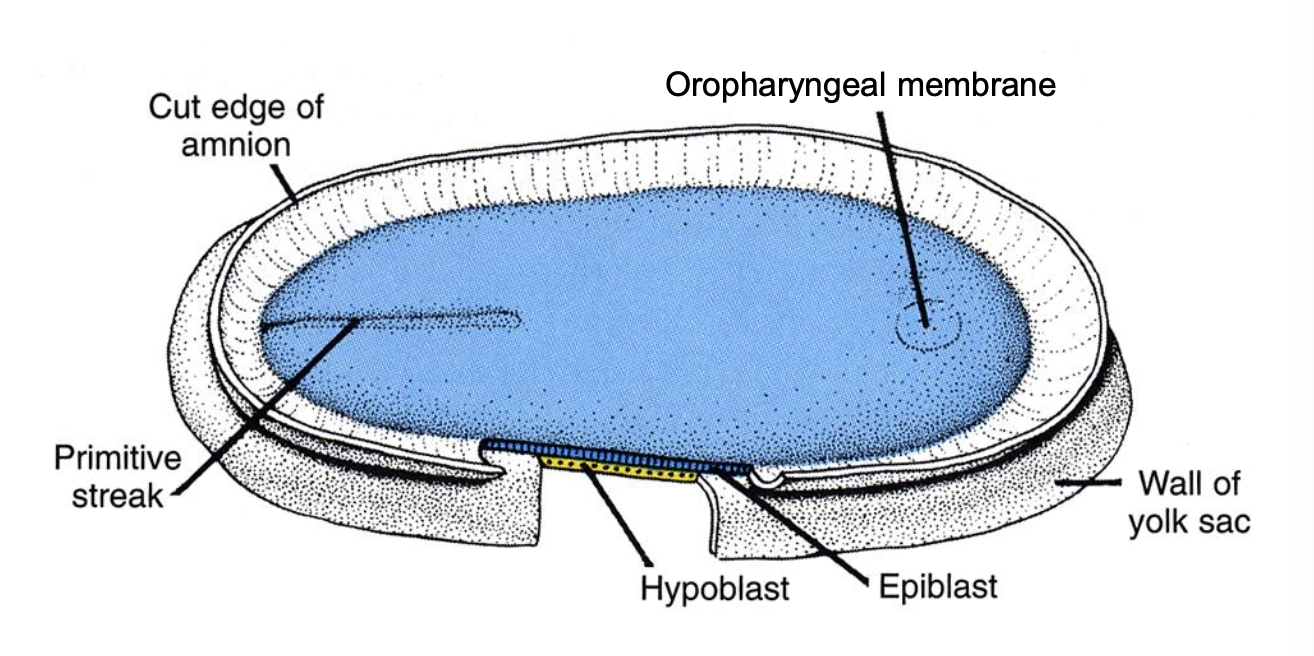 <ul><li><p>caudal primitive streak</p></li><li><p>epiblast</p></li></ul><p></p>