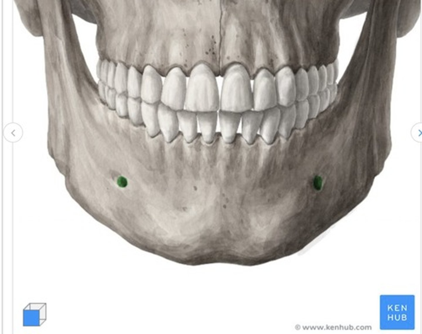 <p>what is this called and what bone is it on?</p>