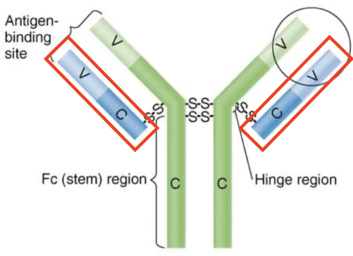 <p>Antibody structure</p><p>Which structures are these?</p>