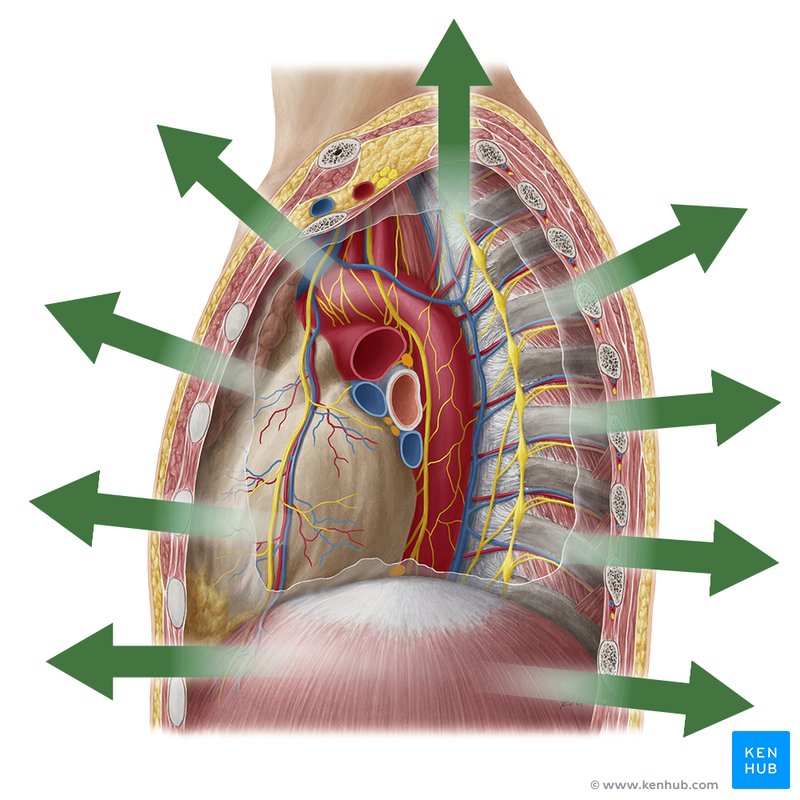 <p>structures that are closer to the exterior surface of the body.</p>