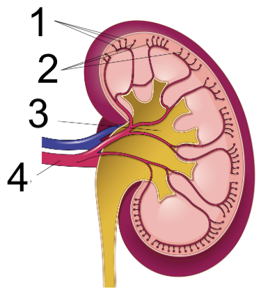 <p>What is number 3</p>