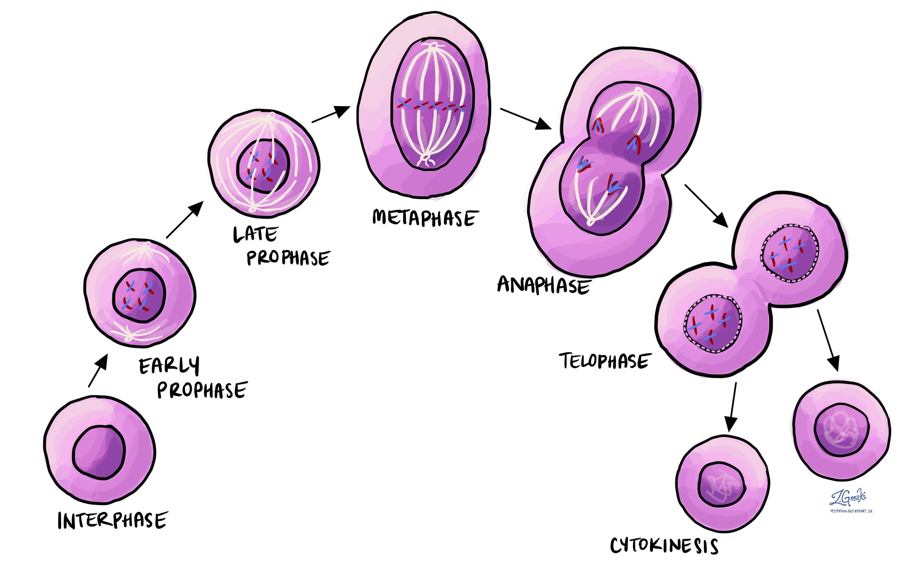 <p>separation of sister chromatids </p>