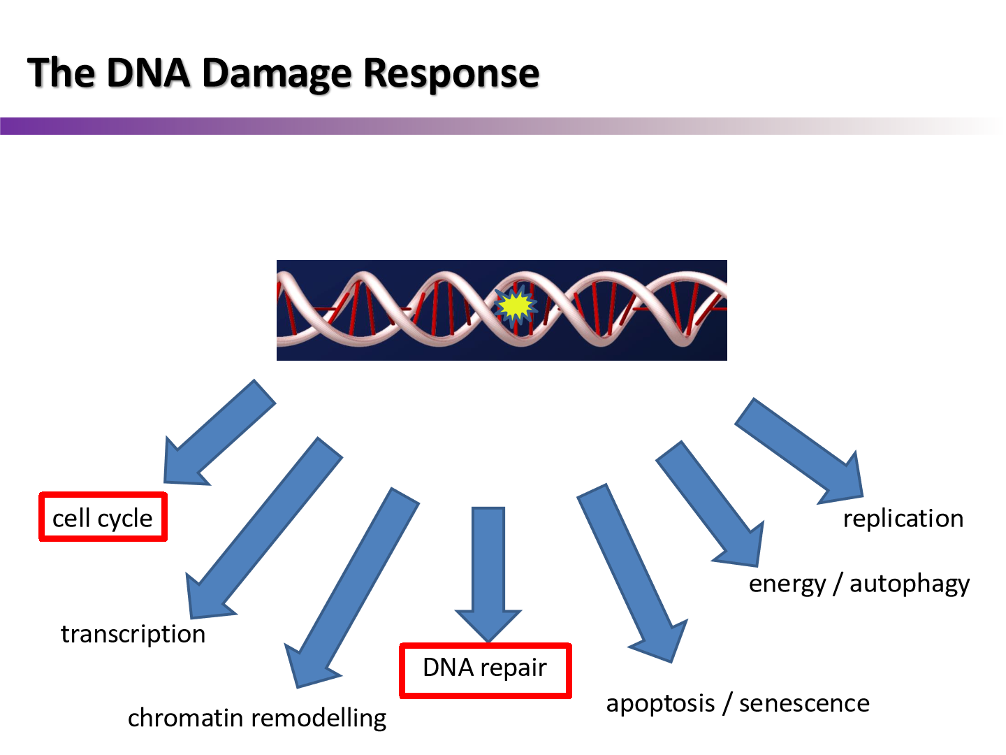 <p>all of the processes that happen after cell receives DNA damage</p>