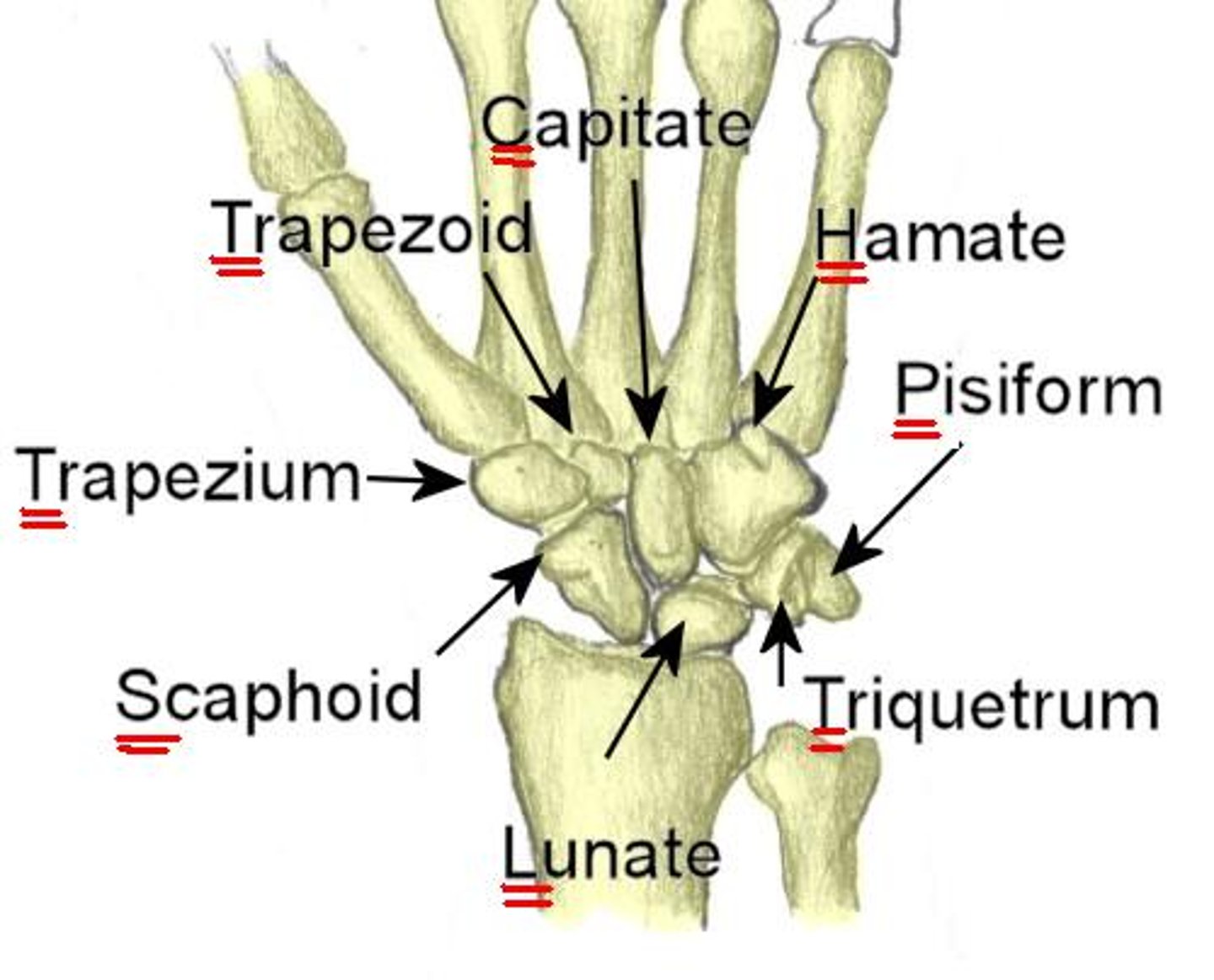 <p>Carpal bone mnuemonic</p>