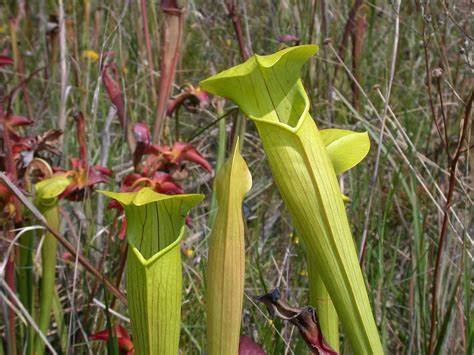 Yellow trumpets
