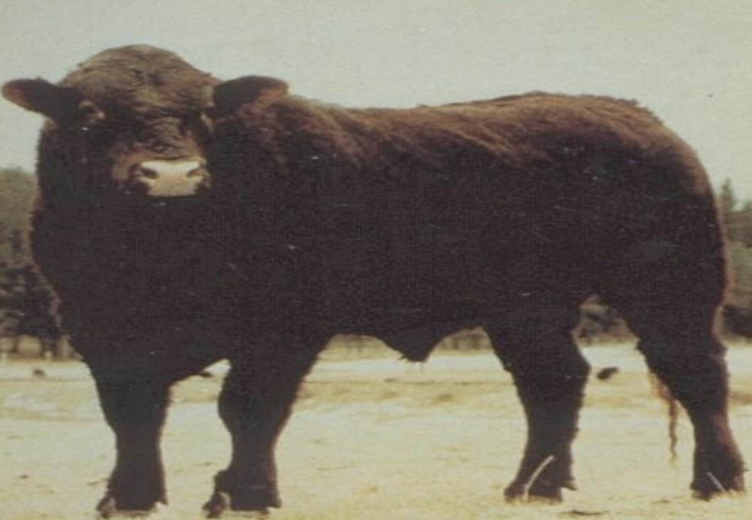 <ul><li><p>﻿Named after a province in France where they originated.</p></li><li><p>They are noted for their <u>carcass leanness</u> and <u>large loin area</u>.</p></li><li><p>Limousin cattle are referred to as the "<u>butcher's animal</u>" in France.</p></li></ul>