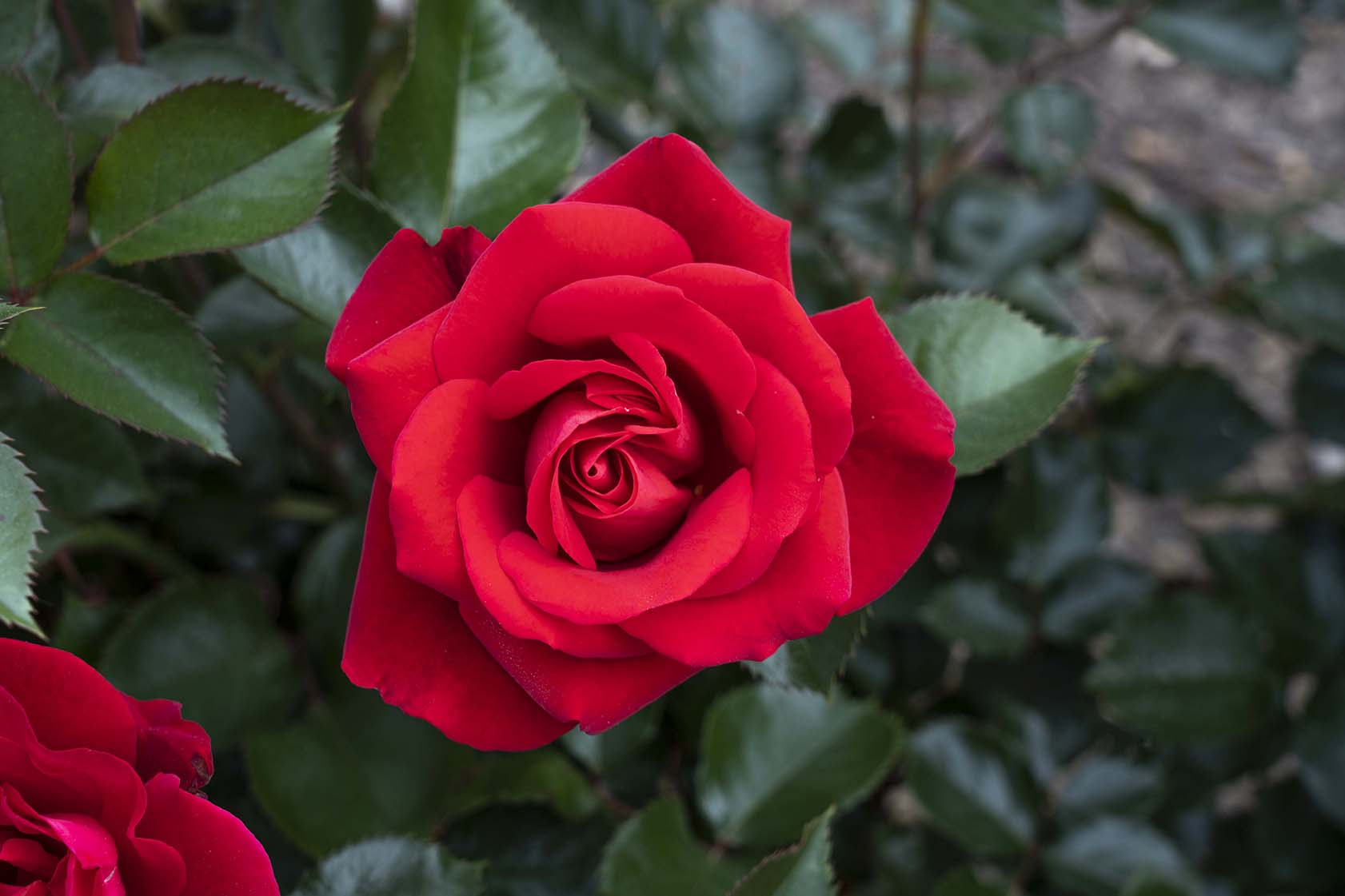 <p>Rosa</p>