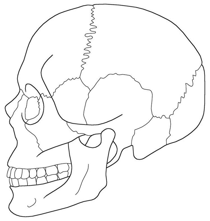 <p>Skull</p>