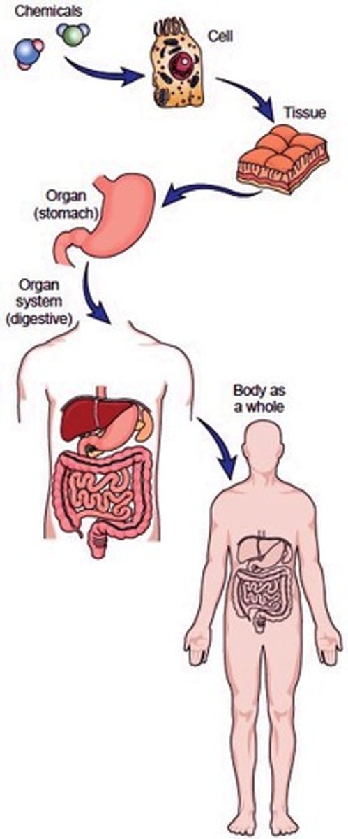 <p>atoms, molecules, cells, tissues, organs, organ systems, organisms, populations of one species, ecosystem of different species, biosphere</p>