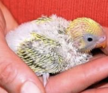<p>Which virus is a DNA virus, is also called APV, mainly affects young psittacines, and has affinity for epithelial, lymphoreticular, and endothelial cells? It is also called Budgerigar fledgling disease but also affects other young psittacines. It is shed in feces, crop secretions, skin, and feather dander, and is spread by ingestion and inhalation. Surviving birds will continue to shed for months. It is also called French moult.</p>