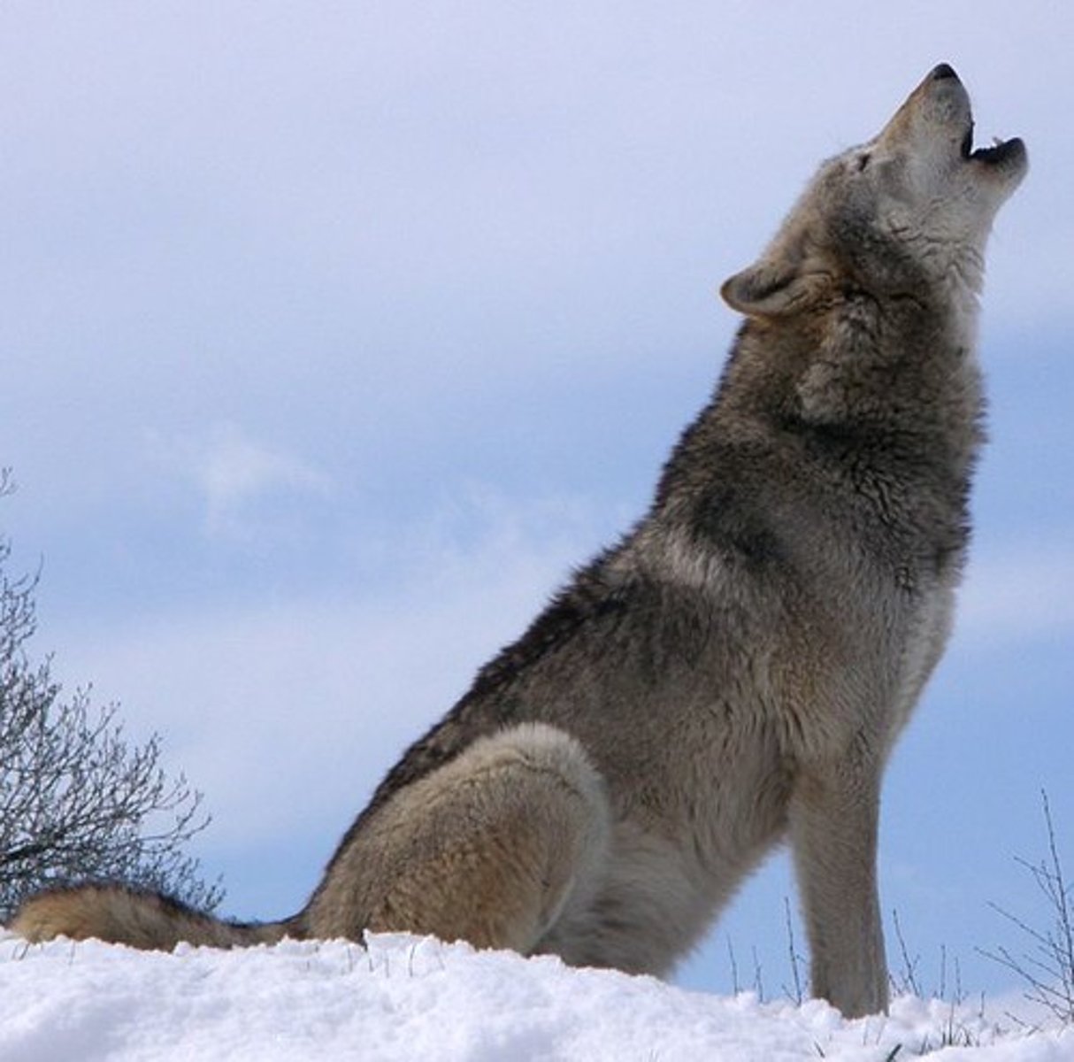 <p>un loup</p>