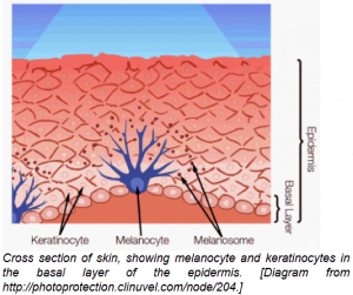 <p>Melanin</p><p>-Melanocytes produce Melanin inside melanosomes (vesicles that move into the cell processes of the melanocytes) and then transfer the melanin to keratinocytes</p><p>-golgi apparatus of melanocytes packages melanin into melanosomes</p><p>-size and distribution of melanosomes determines skin color</p>