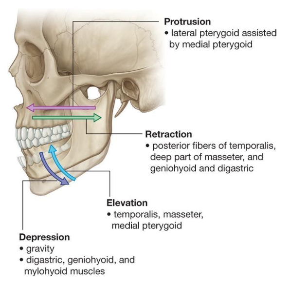 <ul><li><p>opening and closing</p></li><li><p>protursion and retrusion</p></li><li><p>lateral movements</p></li></ul><p></p>