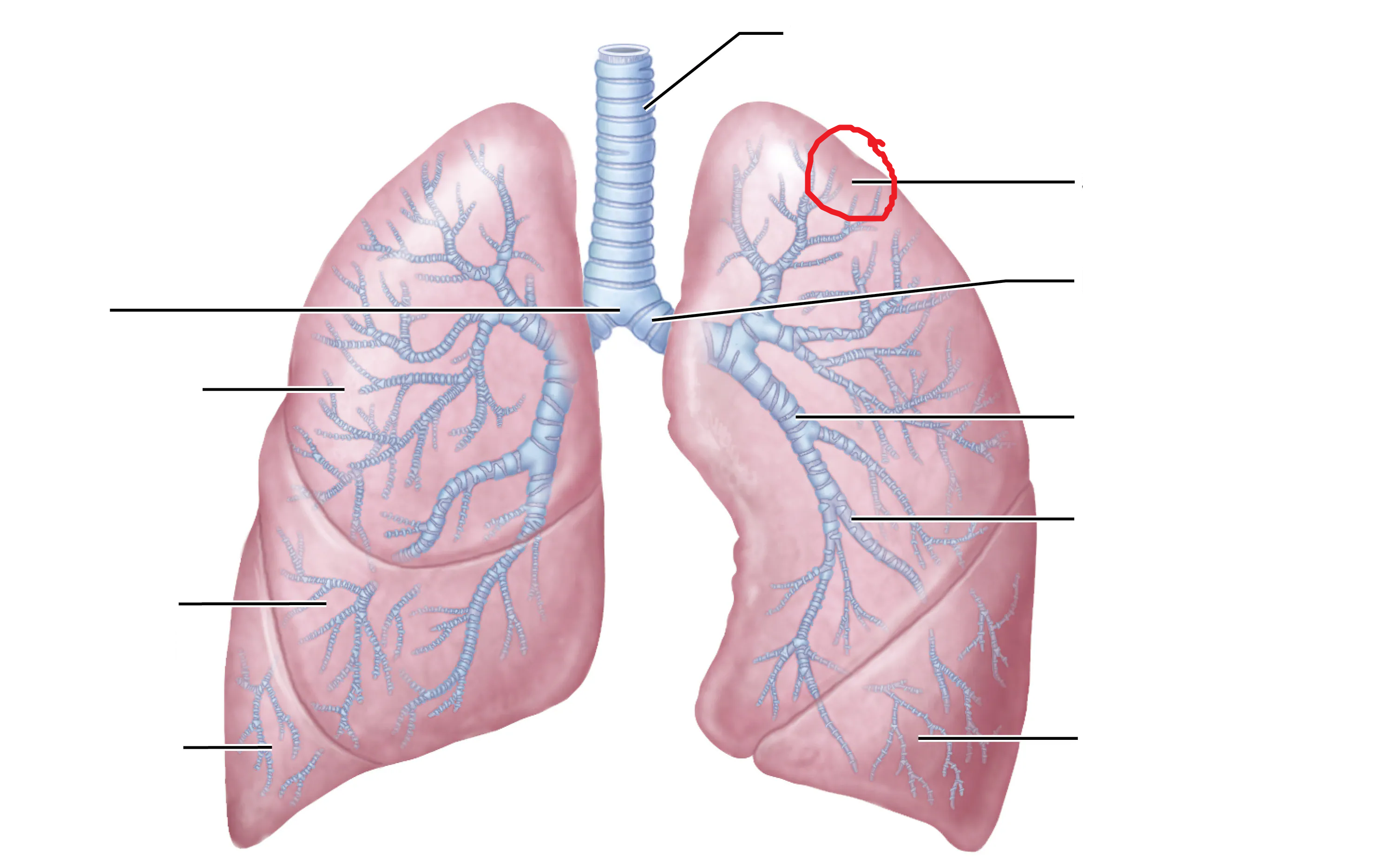 <p>What is the area marked in red?</p>