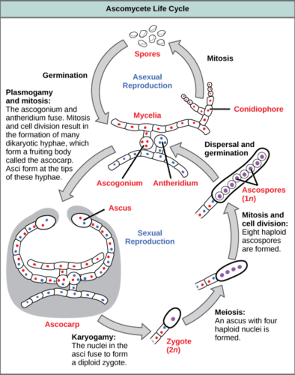 <p>hyphae<br><br>(Note: repeats the life cycle)</p>