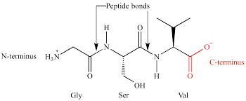 <p>What is the <strong>C-terminus</strong> of a protein?</p>
