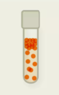 <p>prefers oxygen, but can do anaerobic respiration and detoxify oxygen when needed</p><p>prefers using oxygen for metabolism but can survive without it</p><p>can effectively manage reactive oxygen species</p>