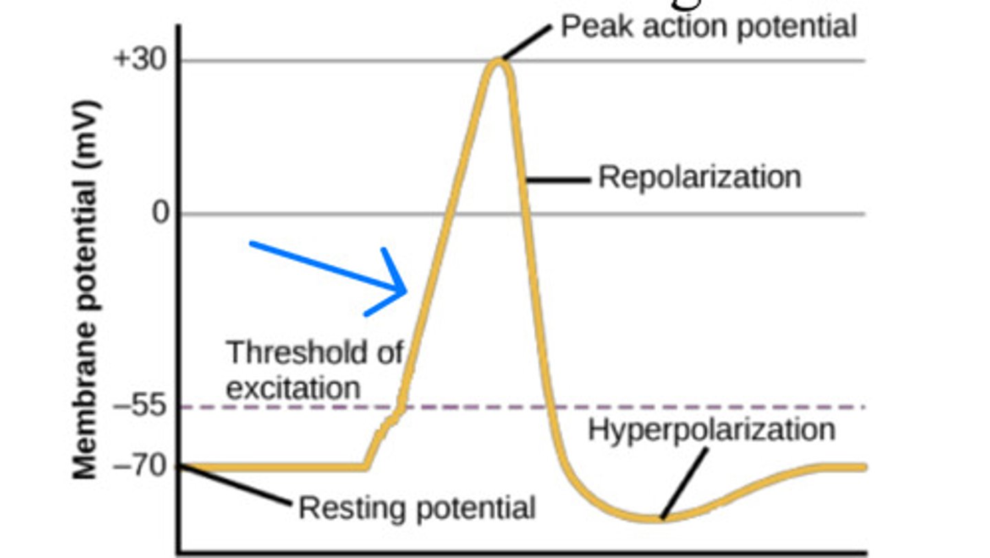 <p>Movement of Na+ into the cell</p><p>3 multiple choice options</p>