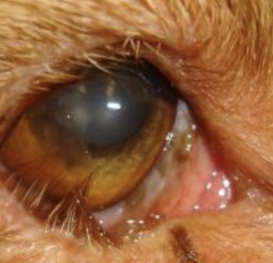 <p>What is the term for an inward eyelid margin, found in Chow-Chows, Shar-peis, and sheep?</p>
