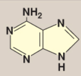 <p>Name this base.</p>