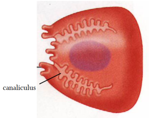 <p>Found in gastric glands located only in the body/fundus. Produces HCl (and intrinsic factor); impacted by somatostatin, gastrin, Ach and histamine. Contains canalicular structures, which increase cell surface area - can be adjusted in size when active vs inactive. </p>