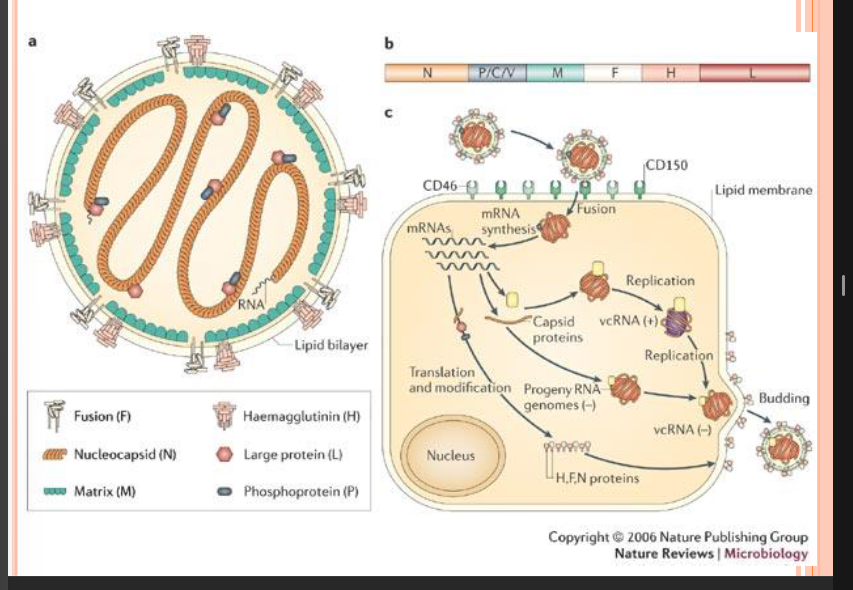 <p>famille PARAMYXOVIRIDAE, genre MORBILLIVIRUS</p><p>Virus à <strong>ARN monocaténaire, non segmenté, de polarité (-)</strong>, Capside hélicoïdale, enveloppée (présence hémagglutinine, neuraminidase et prot de fusion), infecte les lymphocytes</p><p></p><p>Clinique =</p><p>L’homme est le <strong>seul </strong>réservoir</p><p>Transmission par <strong>aéroportée </strong>(95% infectés ont 5 9 ans), 10 jours d’incubation</p><p>→ Endéans les 5 jours: macules avec centre blanchâtre dans joues internes (=taches de Koplik) puis, Exanthème maculopapuleux rétro auriculaire</p><p>→ Guérison en 8 jours (=> pour les enfants = bénin)</p><p></p><p>Complications importantes =</p><ul><li><p>pour enfants en malnutrition ou personnes immuno-déprimés: infections respiratoires importantes</p></li><li><p><strong>Pour personnes âgées</strong>: encéphalites postéruptives (1/1000 à 1/2000)</p></li><li><p>Panencéphalité sclérosante subaiguë (1/100.000): paralysie et dégradation neurologique après plusieurs années. (serait une réaction immunitaire auto-immune)</p></li></ul><p></p><p>Prévention = vaccin <strong>vivant atténué</strong> (RRO)</p>