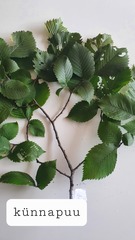 Ulmus laevis
