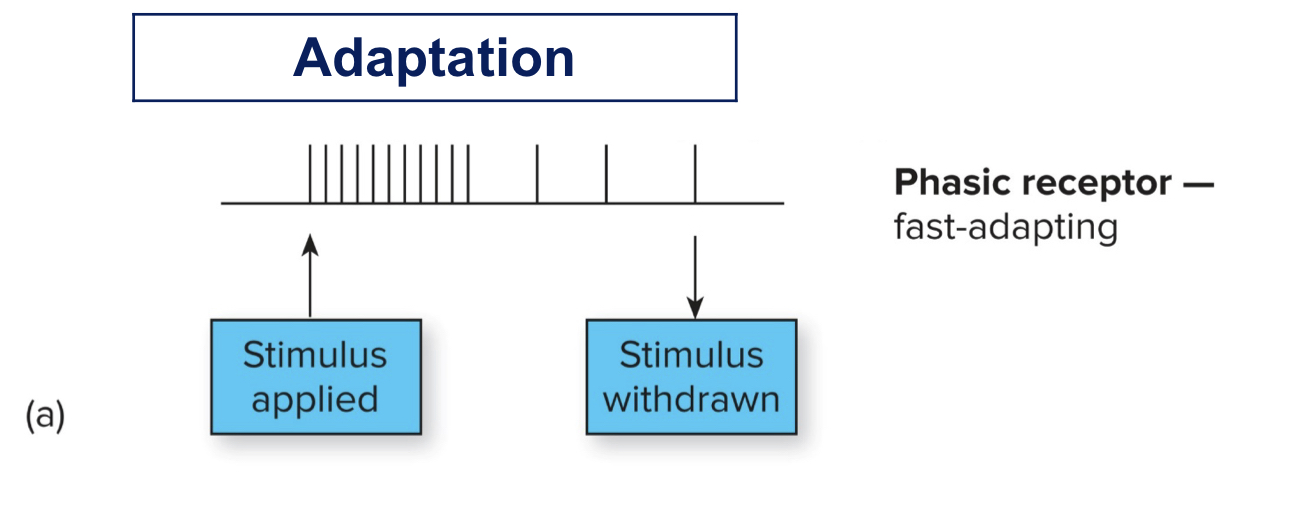 <p>They respond quickly before adapting to a constant stimuli (ex. pressure when seated on a chair)</p><p>[think... phas=fast]</p>