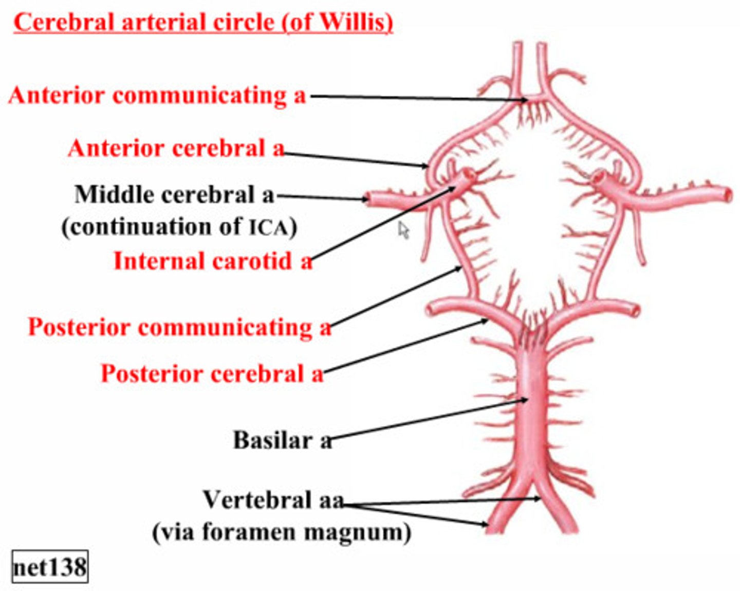 <p>1. anterior cerebral<br>2. anterior communicating<br>3. internal carotid<br>4. posterior cerebral<br>5. posterior communicating</p>
