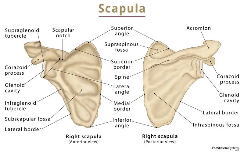 <p>Subscapular Fossa (groove/depression) and subscapular notch is anterior</p>