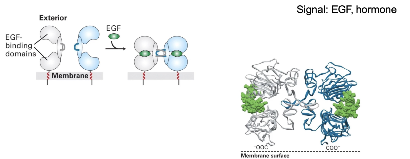 <ul><li><p><strong>Ligand binding</strong> (e.g., EGF) initiates activation</p></li><li><p>Causes <strong>conformational change</strong> in extracellular domain</p></li><li><p>Leads to <strong>dimerization</strong> of two RTK molecules</p></li><li><p>Dimerization is necessary for <strong>activation of kinase activity</strong></p></li></ul><p></p>