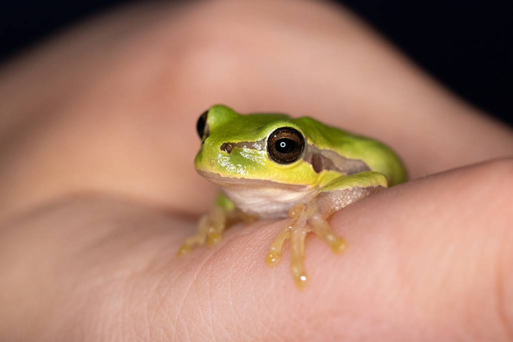 <p>Hyla orientalis</p>