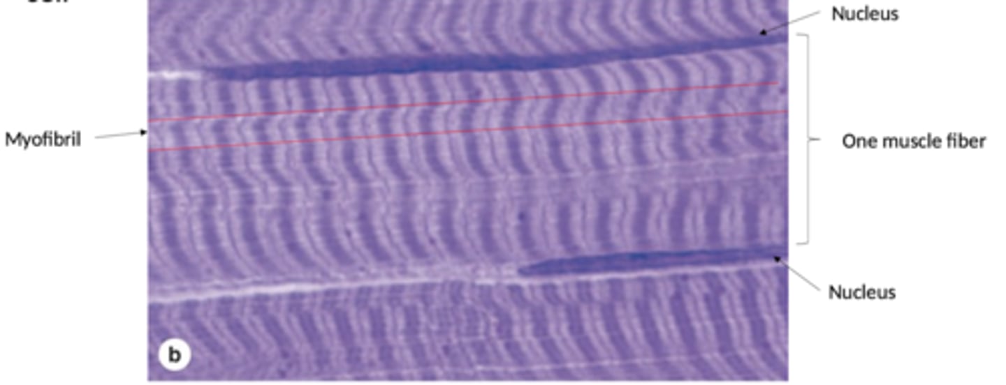 <p>How are myofibrils organized?</p>
