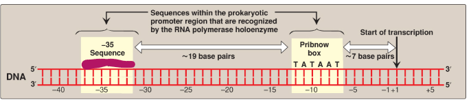 <p>Label this section of the prokaryotic promoter region.</p>