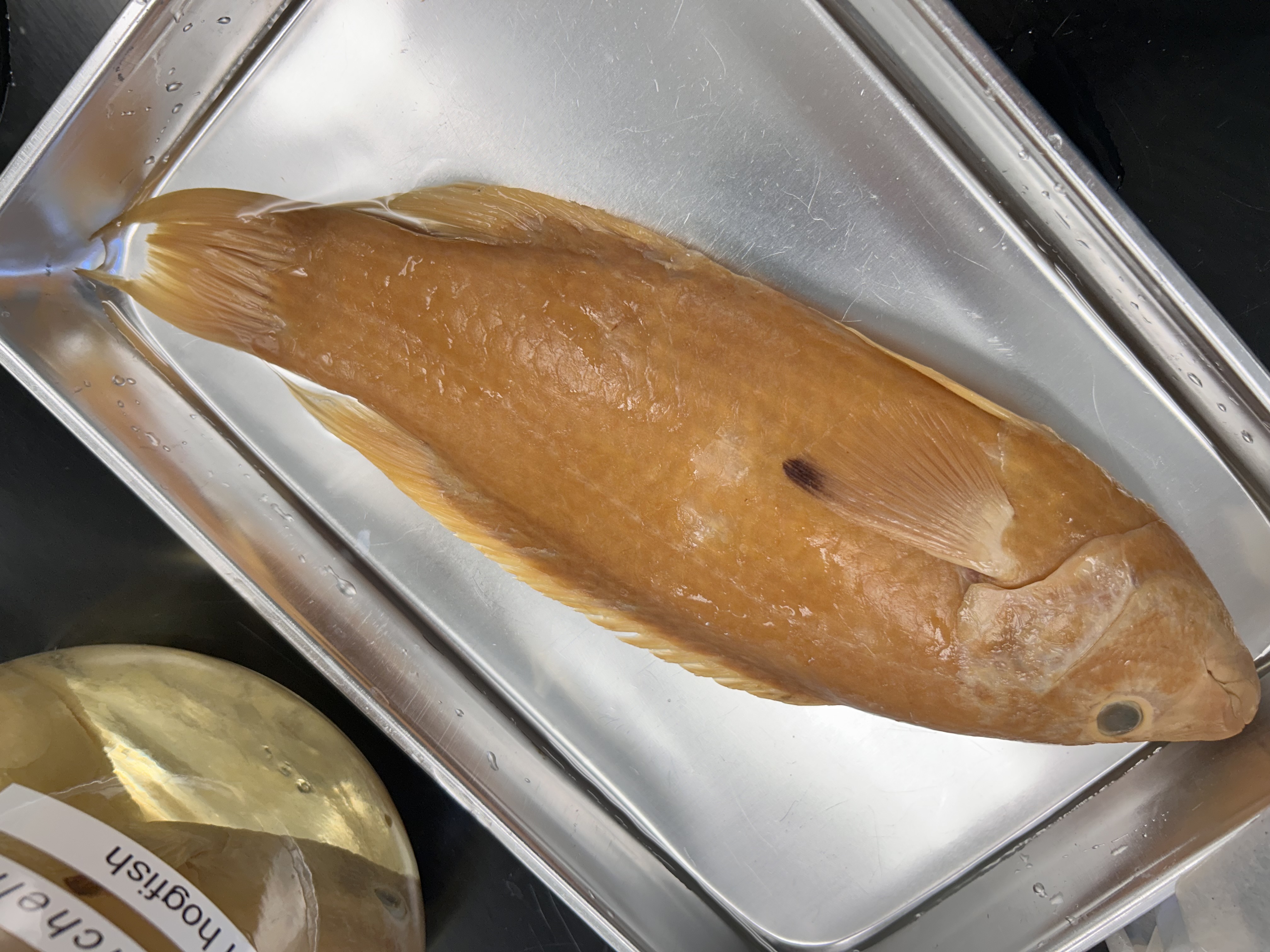 <p>spotfin hogfish</p>