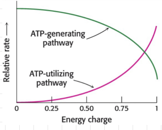 <p>The rates of <u><strong>catabolic</strong></u> <strong>(ATP-demanding)</strong> and <u><strong>anabolic</strong></u> <strong>(ATP-utilising) pathways</strong> are regulated by the energy state within the cell.</p><ul><li><p>A small change in AMP can significantly affect the whole energy charge.</p></li></ul>