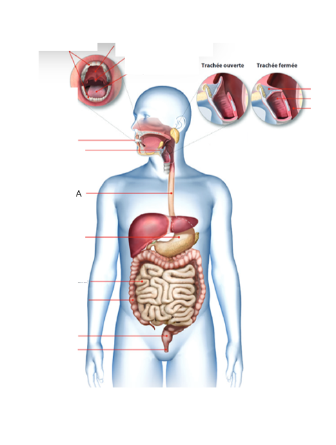 <p>À quel organe du tube digestif correspond la lettre A ?</p>