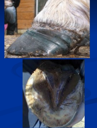 <ul><li><p><span style="background-color: transparent;"><strong><span>Et:</span></strong><span> </span><u><span>Inflam of laminae</span></u><span> → </span></span><span style="background-color: transparent; color: red;"><span>P3 rotation</span></span></p><ul><li><p><span style="background-color: transparent;"><strong><span>Systemic illness</span></strong><span> → </span><u><span>Endotoxemia,</span></u><span> colitis, endometritis, shock, </span><u><span>EMS, PPID</span></u><span>, trauma, toxins, </span><u><span>grain overload</span></u></span></p></li></ul></li><li><p><span style="background-color: transparent;"><strong><span>Acute CS:</span></strong></span><span style="background-color: transparent; color: red;"><span> </span><strong><span>pain in all four feet,</span></strong></span><span style="background-color: transparent;"><strong><span> shifting weight, </span></strong></span><span style="background-color: transparent; color: red;"><strong><span>bounding pulse</span></strong><span>s</span></span><span style="background-color: transparent;"><span>, laminitis stance, heel-loading </span><strong><u><span>choppy gait</span></u></strong><span>, bulging of sole</span></span></p></li><li><p><span style="background-color: transparent;"><strong><span>Chronic CS: </span></strong></span><span style="background-color: transparent; color: red;"><strong><span>Abnormal hoof growth, </span><u><span>bilateral</span></u><span> forelimb lameness</span></strong><span>&nbsp;</span></span><span style="background-color: transparent;"><span>&nbsp;</span></span></p></li><li><p><span style="background-color: transparent;"><strong><span>Dt:</span></strong><span> </span><u><span>toe sensitive</span></u><span> to hoof testers, </span><u><span>rads</span></u><span> with P3 rotation</span></span></p></li><li><p><span style="background-color: transparent;"><strong><span>Tx: </span></strong></span><span style="background-color: transparent; color: red;"><span>Cold therapy</span></span><span style="background-color: transparent;"><span> (dev phase), </span><u><span>NSAIDs, sedation</span></u><span>, Corrective trimming (</span><u><span>lower heel + shorten toe + pads</span></u><span>), dietary management</span></span></p><ul><li><p><span style="background-color: transparent;"><strong><u><span>Acute = medical emergency</span></u></strong></span></p></li></ul></li><li><p><span style="background-color: transparent;"><strong><span>Px:</span></strong><span> potentially</span><u><span> life + career ending</span></u></span></p><ul><li><p><span style="background-color: transparent;"><strong><span>Mild</span></strong><span> → no chronic changes</span></span></p></li><li><p><span style="background-color: transparent;"><strong><span>Severe</span></strong><span> → chronic </span><u><span>bilateral forelimb lameness</span></u></span></p></li></ul></li></ul><p></p>